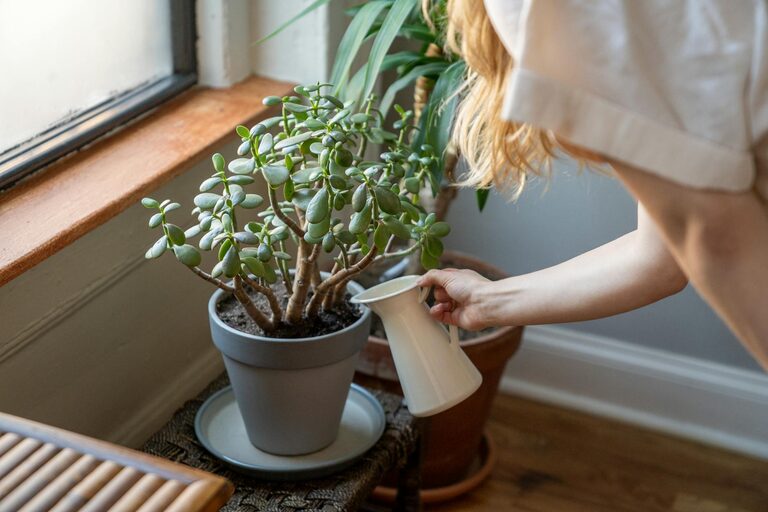 Essential Tips for Keeping Your Houseplants Healthy and Thriving